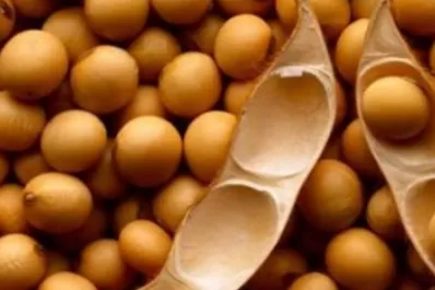 Se espera un impacto negativo en la calidad de la semilla