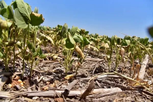 Soja: esperan el rinde más bajo en 15 ciclos