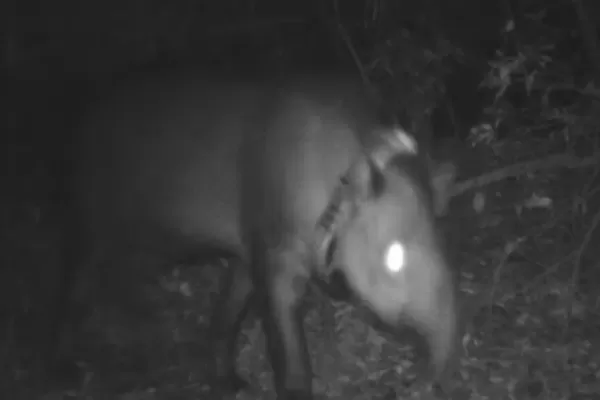 Encontraron muerta a la tapir liberada en San Javier