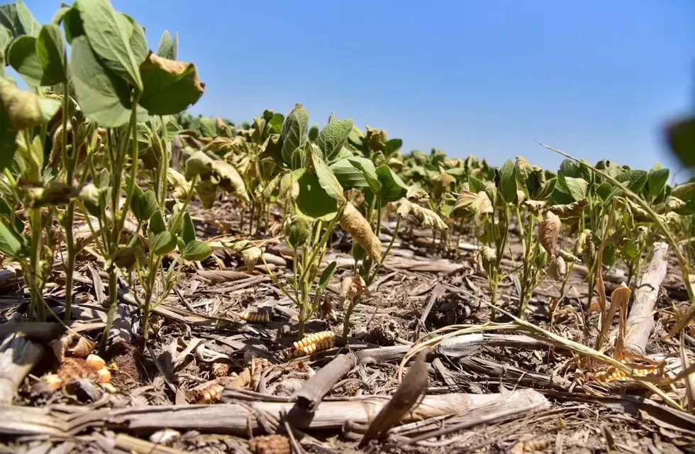 GOLPE. El calor llevó los efectos del estrés hídrico a un extremo inédito. 