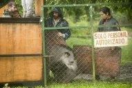 Mataron a Suyana, la tapir liberada en San Javier