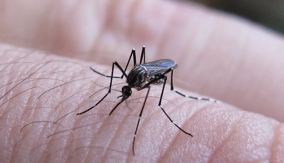 Aedes aegypti: mosquito transmisor del dengue