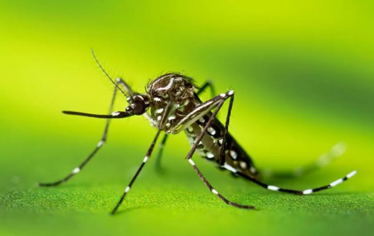 Aedes aegypti: mosquito transmisor del dengue