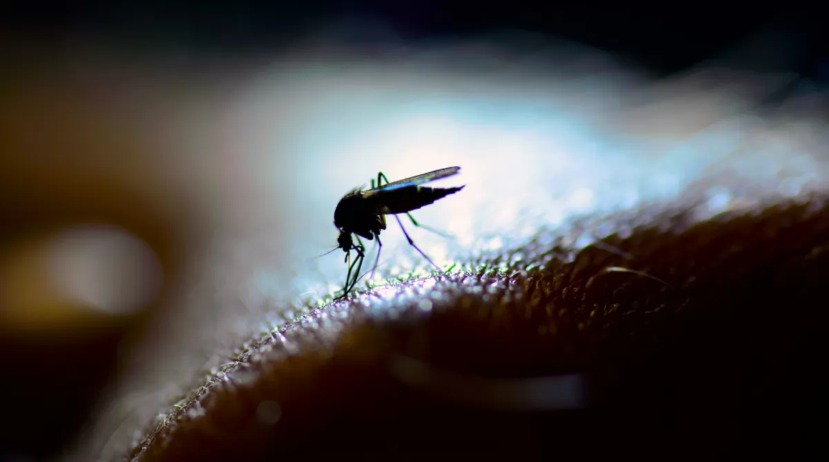 Aedes aegypti: mosquito transmisor del dengue