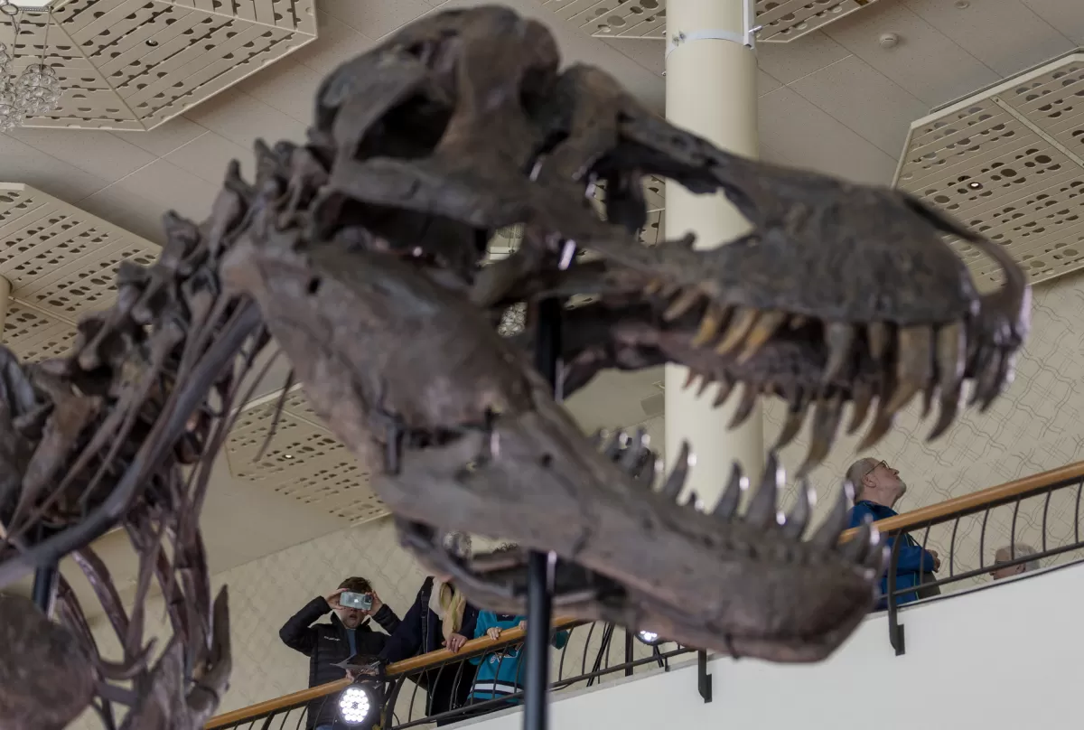 Pagó más de U$S 6 millones por el esqueleto de un dinosaurio