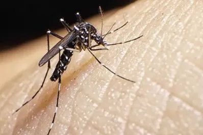Dengue: cuántas veces y cuántos huevos puede poner una mosquita Aedes aegypti
