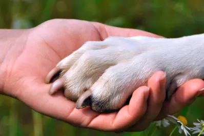 Iniciativa: quieren que den licencia laboral por enfermedad o muerte de mascotas