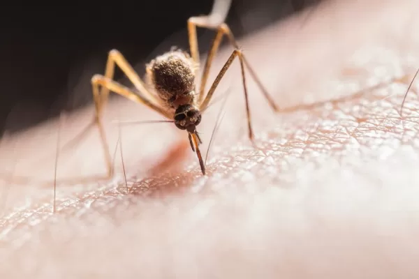 Las muertes por dengue ascienden a 35 en todo el país