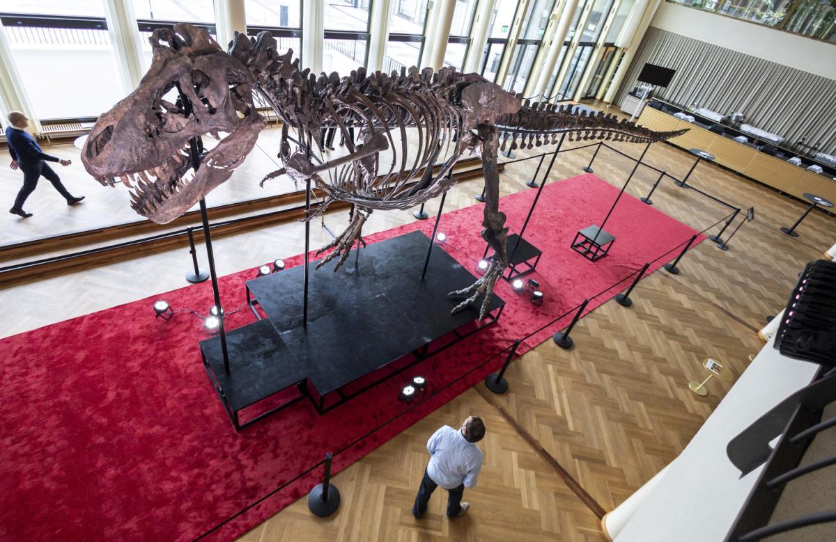 Pagó más de U$S 6 millones por el esqueleto de un dinosaurio