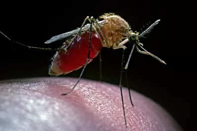 Dengue: cómo reacciona el mosquito Aedes aedypti a la luz artificial