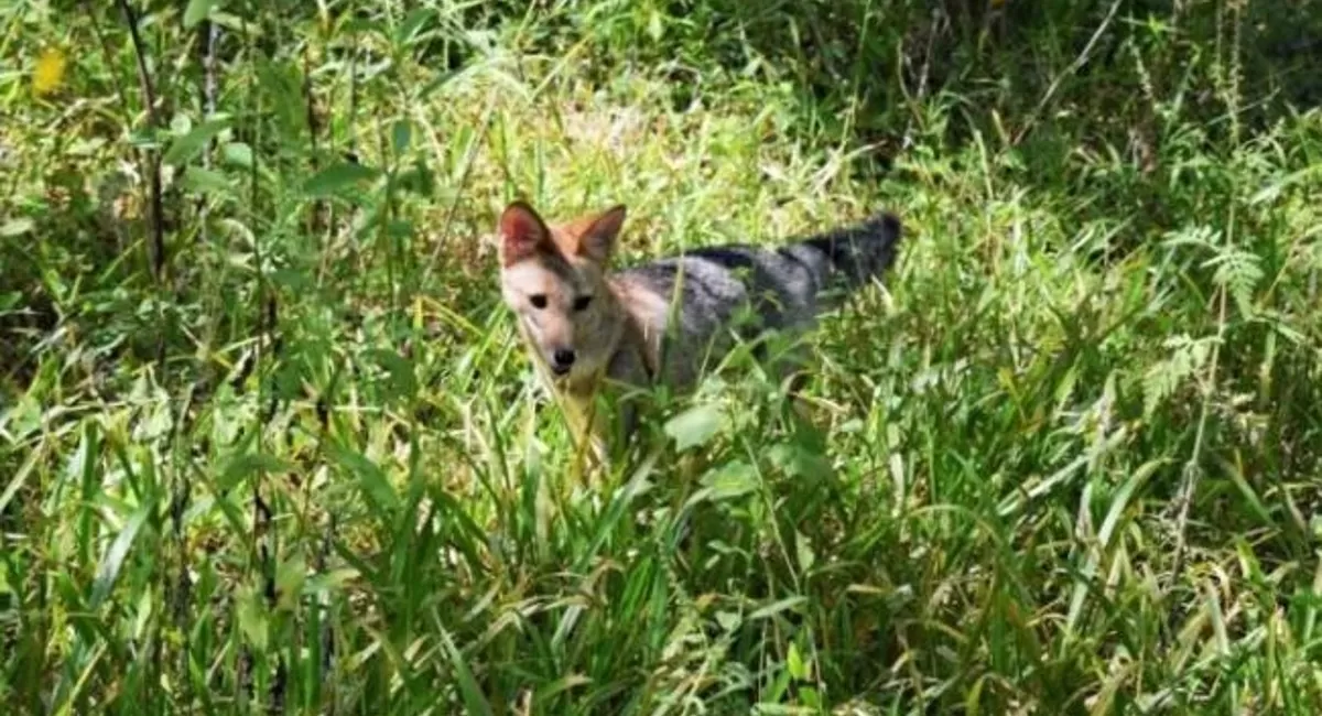 NUEVA VIDA. El cachorro, tras ser rehabilitado, fue liberado en un área natural protegida.