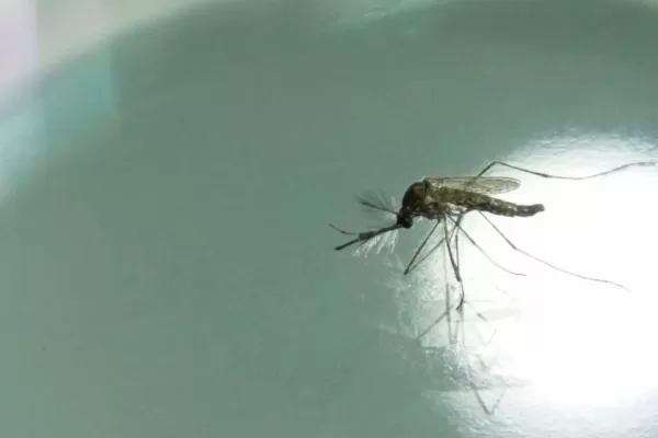 Dengue: cómo mantener los cuidados cuando hace frío
