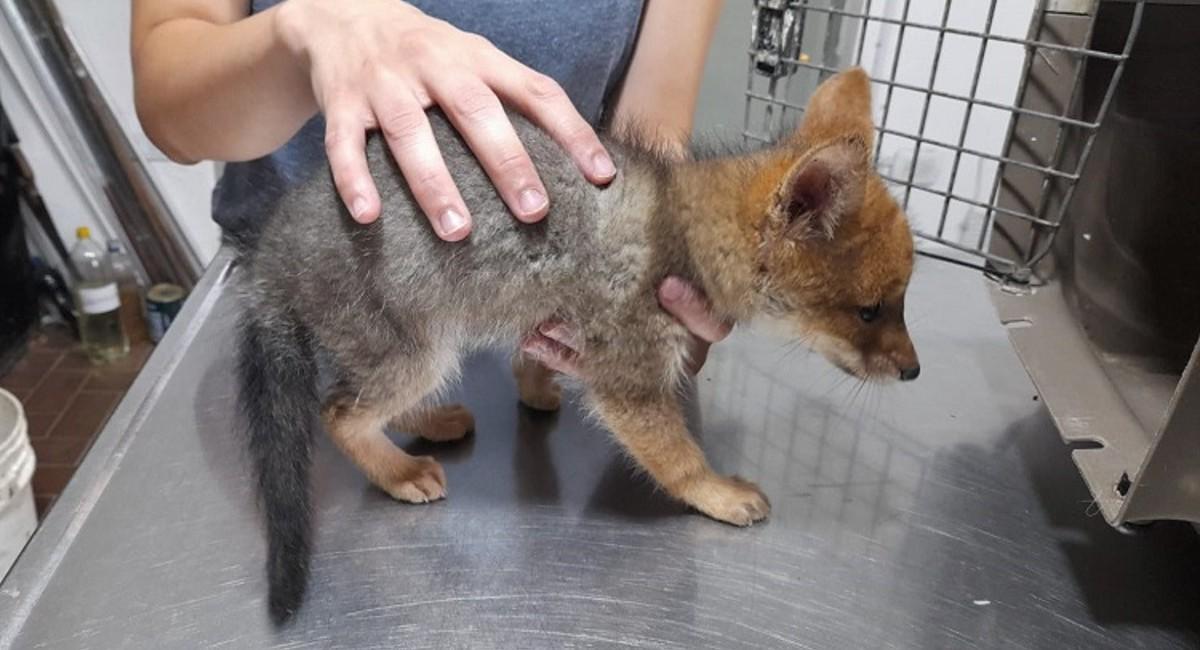 Un zorro gris que había sido rescatado fue liberado en la Reserva Aguas Chiquitas