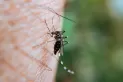 Dengue: el mosquito pica de día y, a veces, también de noche