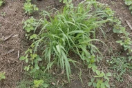 Las malezas: un desafío extra para el productor