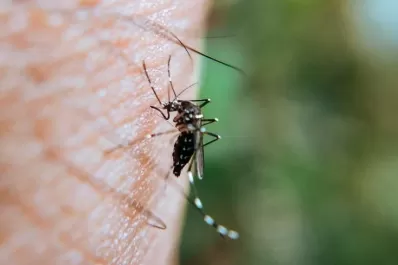 Dengue: el mosquito pica de día y, a veces, también de noche