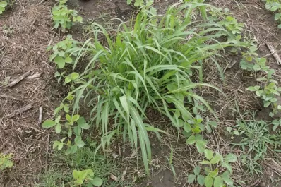 Las malezas: un desafío extra para el productor