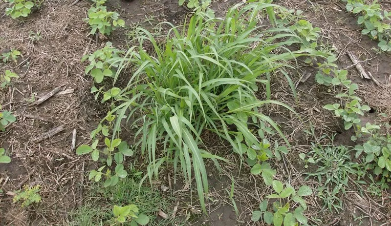 SITUACIÓN. Las perennes tuvieron una presión tardía, debido a la falta de lluvias y a los cambios en la temperatura invernal, que impactaron sobre la emergencia de malezas primavero-estivales. 