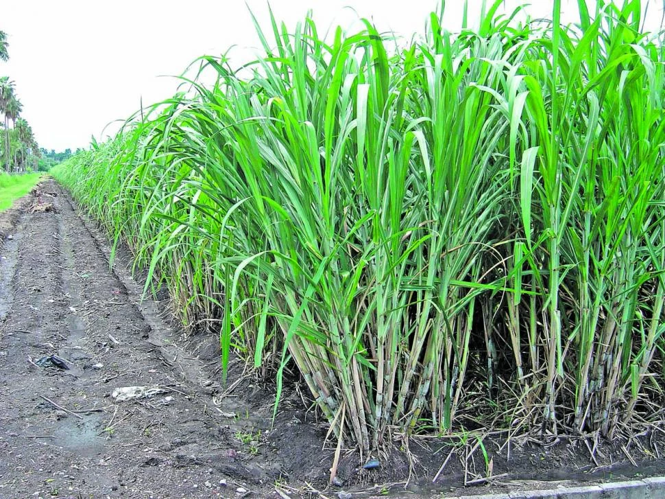 SITUACIÓN. Las cañas plantas no se destacan por sobre las socas jóvenes.  