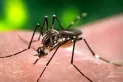 Dengue: cómo hace el mosquito Aedes aegypti para adaptarse al frío
