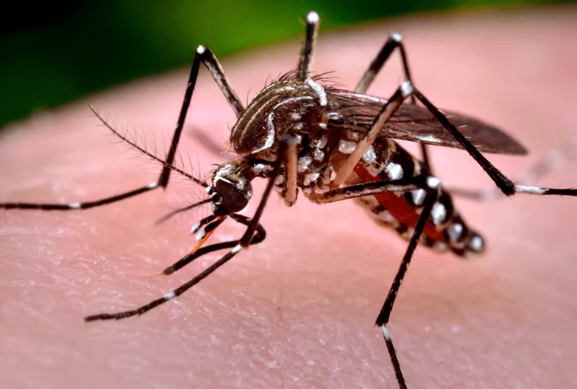 Aedes aegypti: mosquito transmisor del dengue