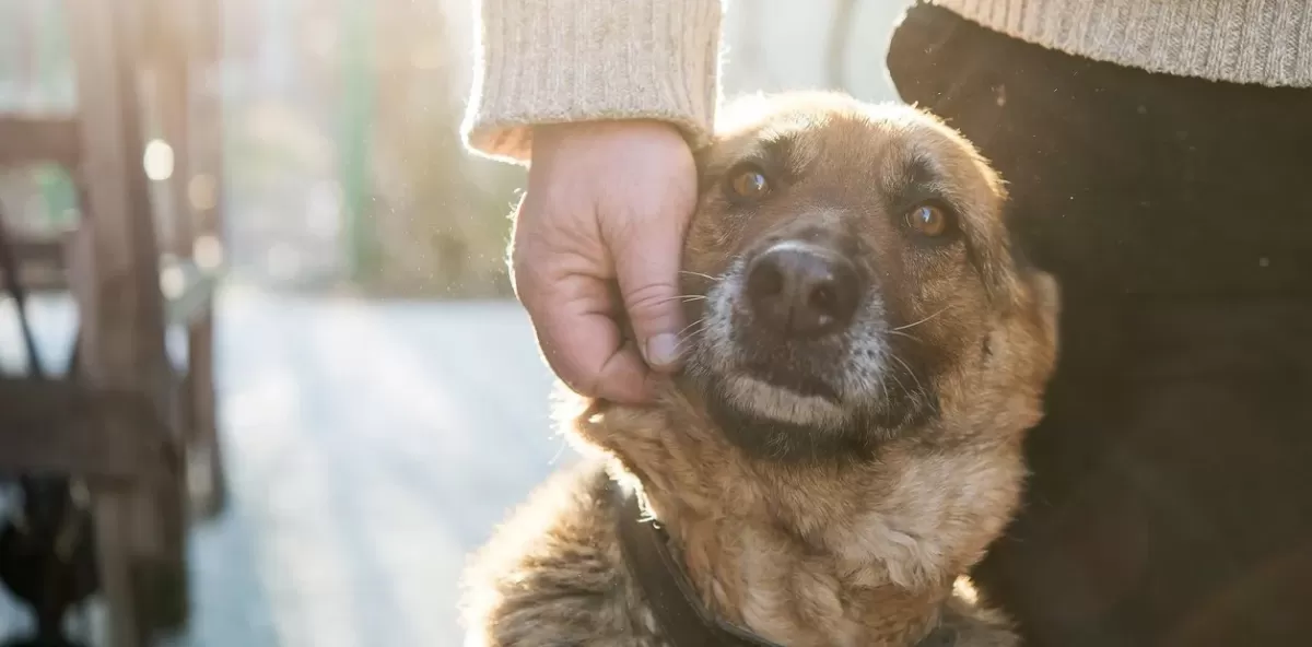 Día del Animal: ¿por qué se celebra el 29 de abril en Argentina y cuándo es en el resto del mundo?