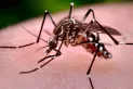12 cosas que deberías saber sobre la vacuna contra el dengue