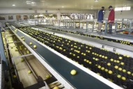 Alerta en las dos principales industrias por la ley ómnibus: la citrícola y la azucarera