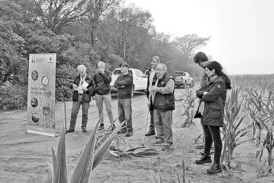 Detectaron enfermedades foliares en híbridos de maíz