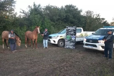 Burruyacú: robaron dos caballos valuados en $300.000