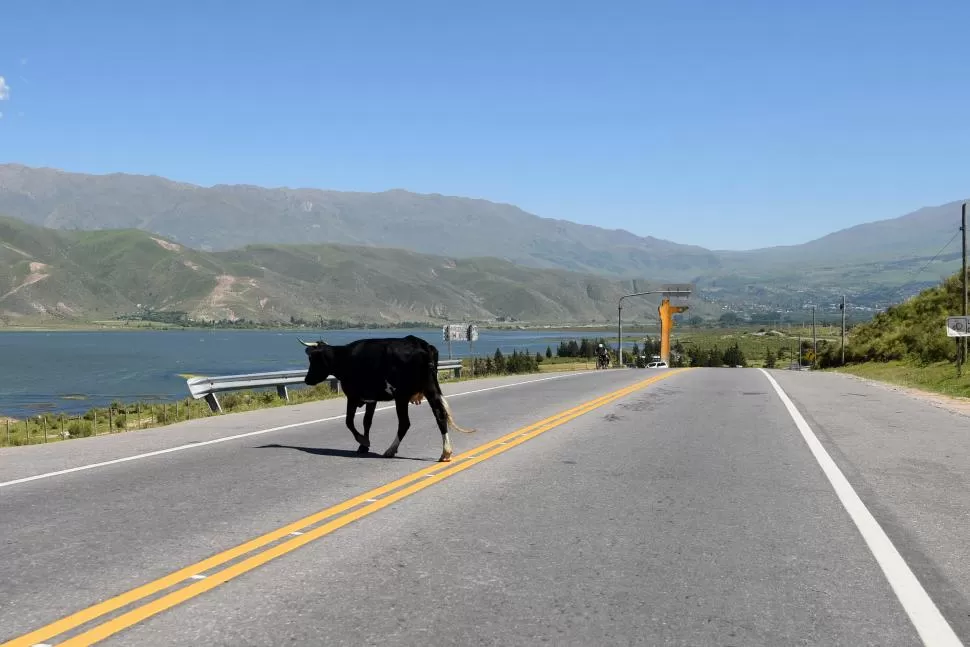 ANIMALES SUELTOS. Son un problema constante en la ruta 307. 