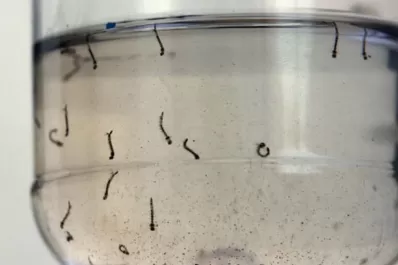 Dengue: un video registró cómo es el ciclo de vida del mosquito Aedes aegypti