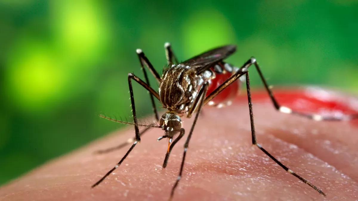 Aedes aegypti: mosquito transmisor del dengue