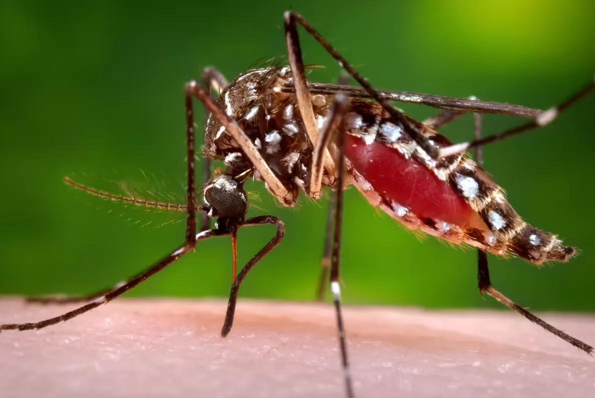 Aedes aegypti: mosquito transmisor del dengue