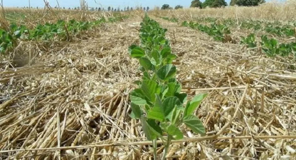 Eeaoc: taller sobre grama bermuda en cañaverales