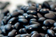 Poroto: la semilla del año pasado fue la mejor desde el año 2018