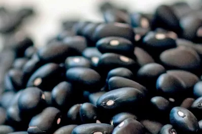 Poroto: la semilla del año pasado fue la mejor desde el año 2018