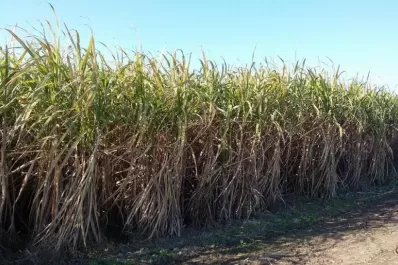 El crecimiento de la caña muestra fuerte divergencia
