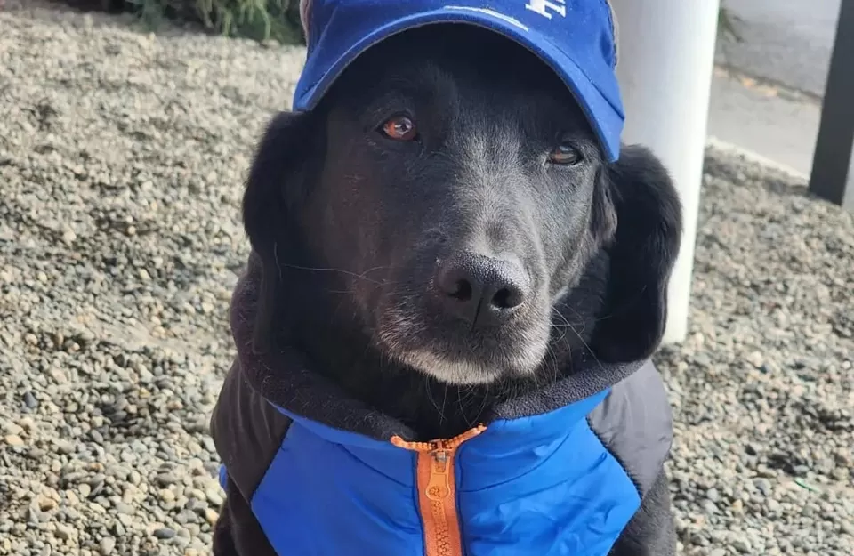 Mentirita, la perrita por la que organizaron una colecta