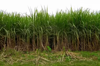 La caña muestra un estado madurativo muy heterogéneo