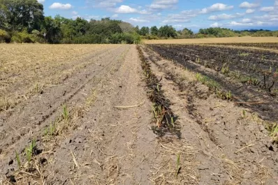 Suman 46.000 las hectáreas certificadas con norma localGAP