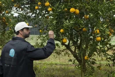 HBL: el Senasa amplió áreas bajo cuarentena en Corrientes y Misiones