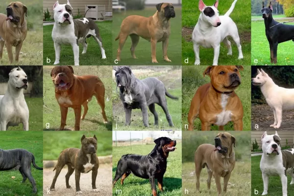 Perros potencialmente peligrosos: cuáles son y qué dice la ley en Tucumán