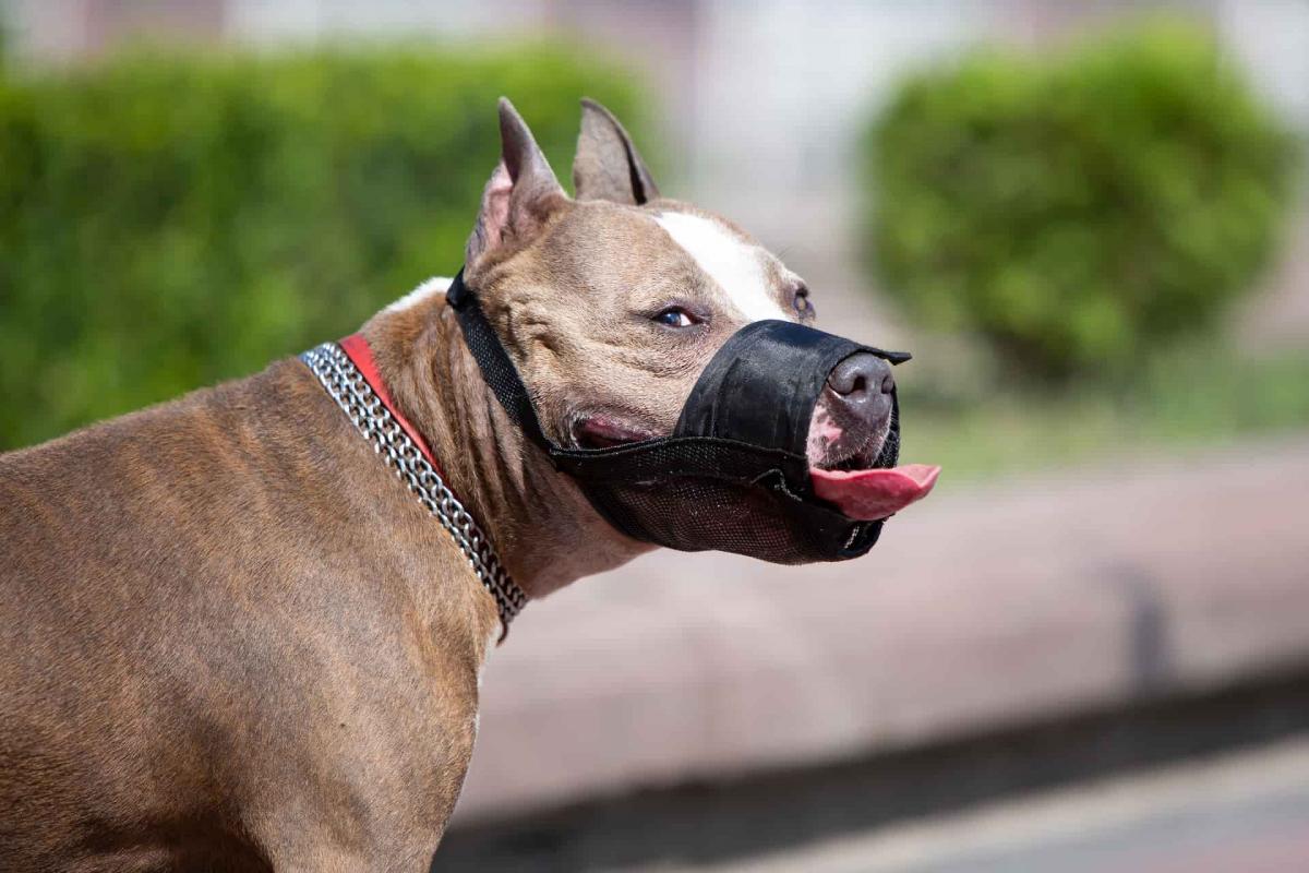 Perros potencialmente peligrosos: cuáles son y qué dice la ley en Tucumán