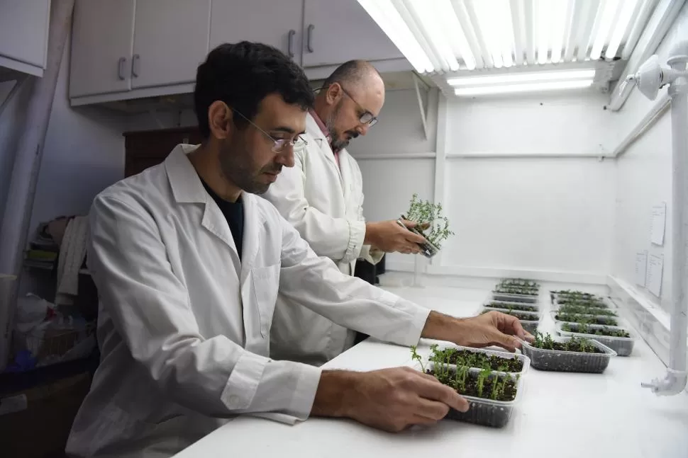 PSEUDOMONAS STUTZERI RDC01. A este microorganismo lo encontró De Cristóbal por llevarle el apunte                                    a su curiosidad: quería saber cómo hacía la flora para subsistir prácticamente en el desierto. 