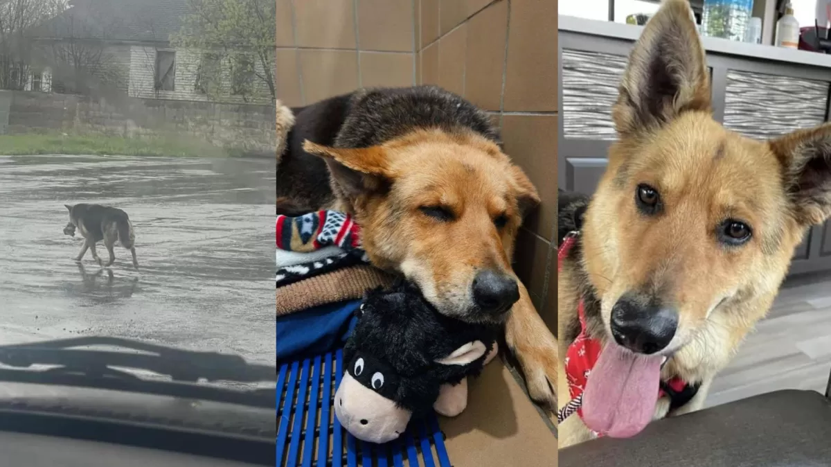 Nikki, la perrita que caminó durante meses con un peluche en el hocico