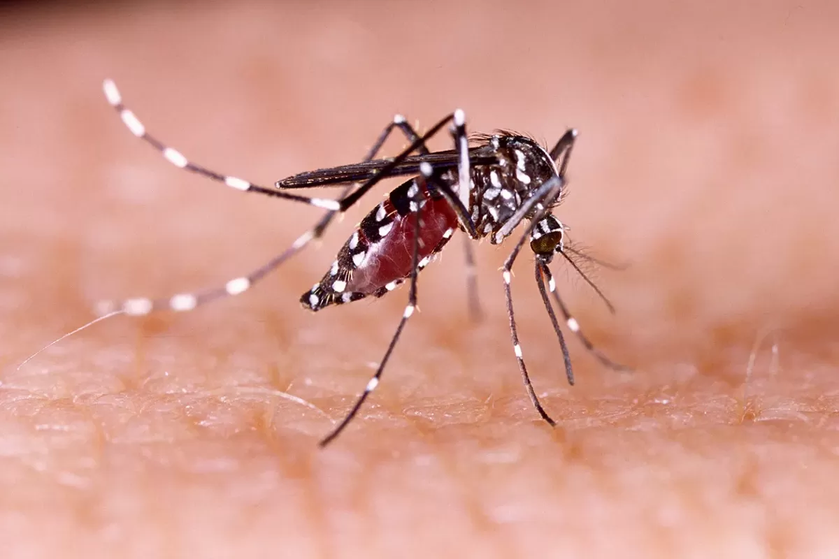 Aedes aegypti: mosquito transmisor del dengue