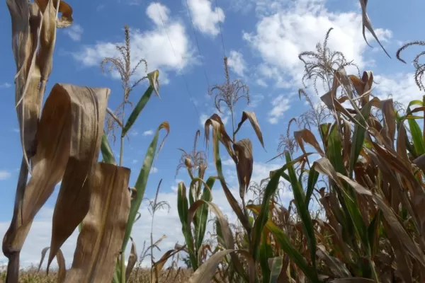 Emergencia agropecuaria: los productores pueden gestionar su certificado