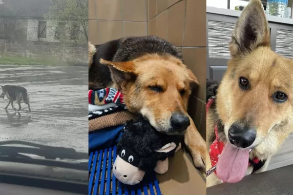 Nikki, la perrita callejera que caminó durante meses con la única compañía de un peluche