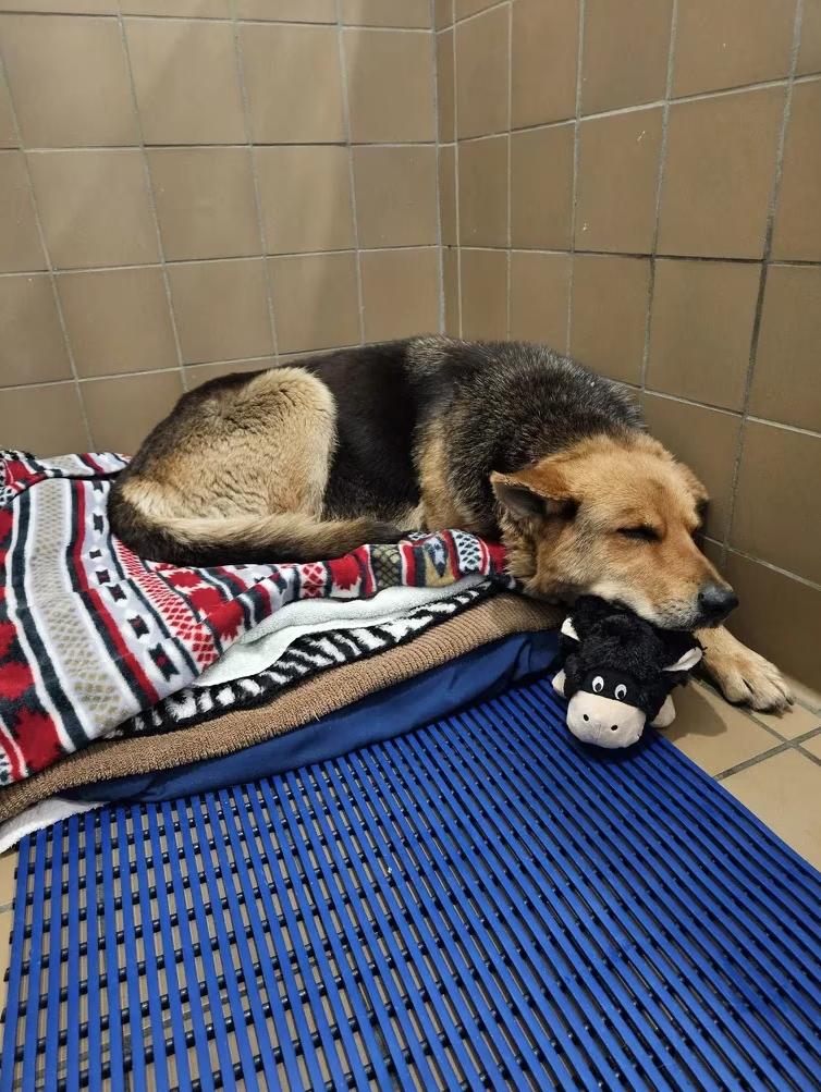 Nikki, la perrita que caminó durante meses con un peluche en el hocico